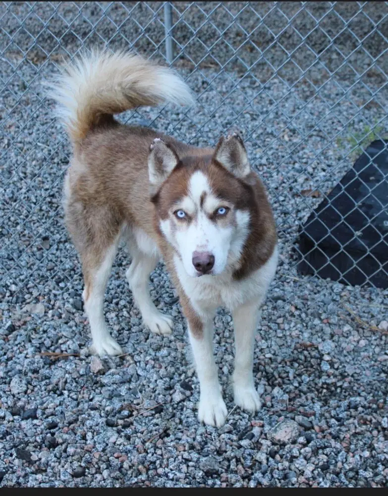 Taz - Siberian Husky