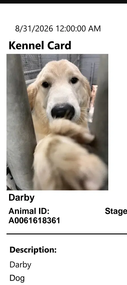 Darby - Golden Retriever