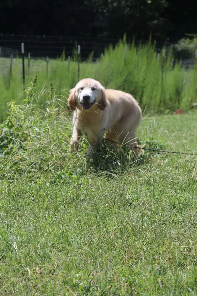 Darby image 2