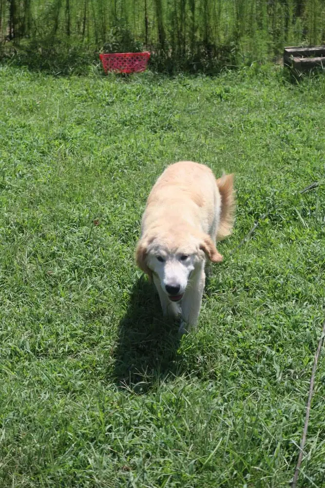 Darby image 3