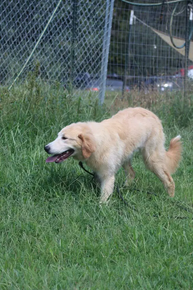 Darby image 4