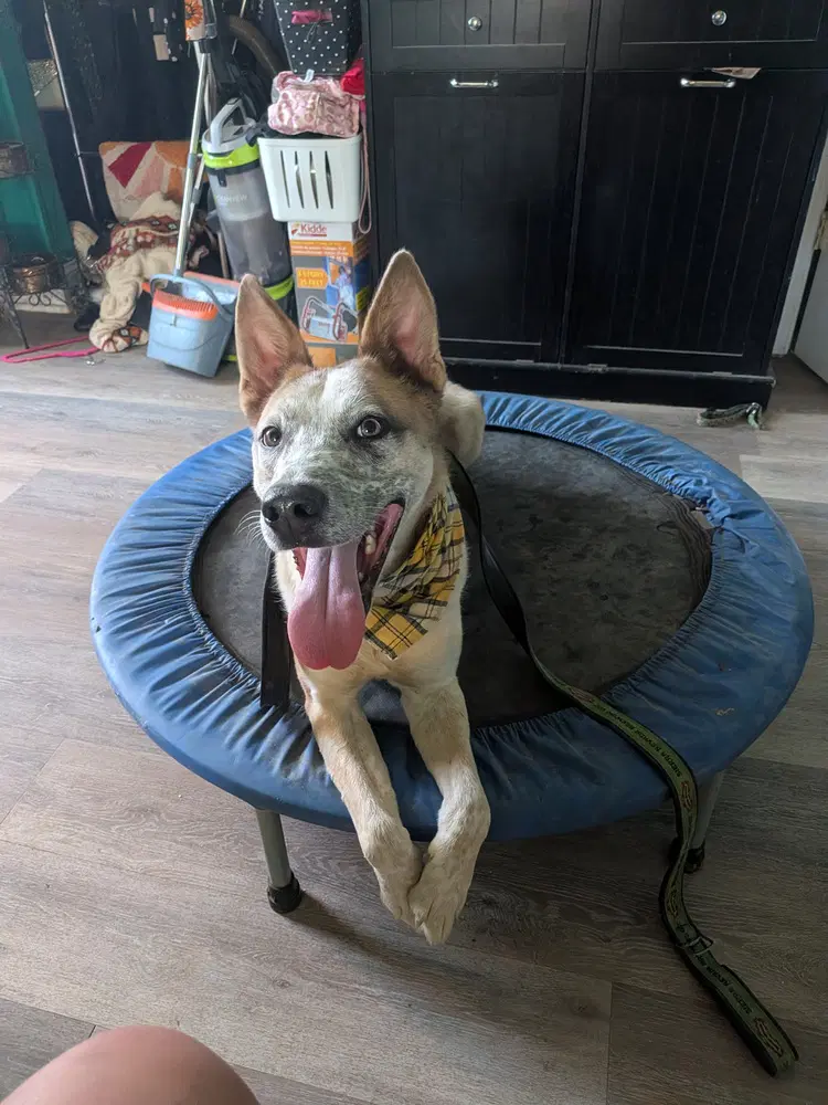 Nemo - German Shepherd Dog