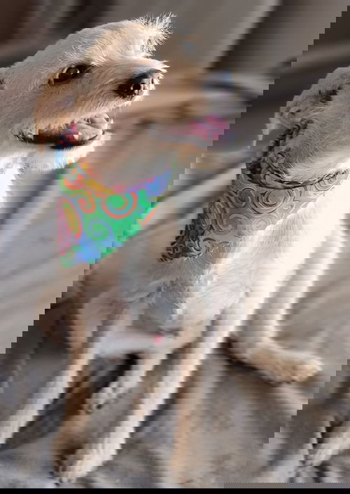 picture of the dog needing adoption