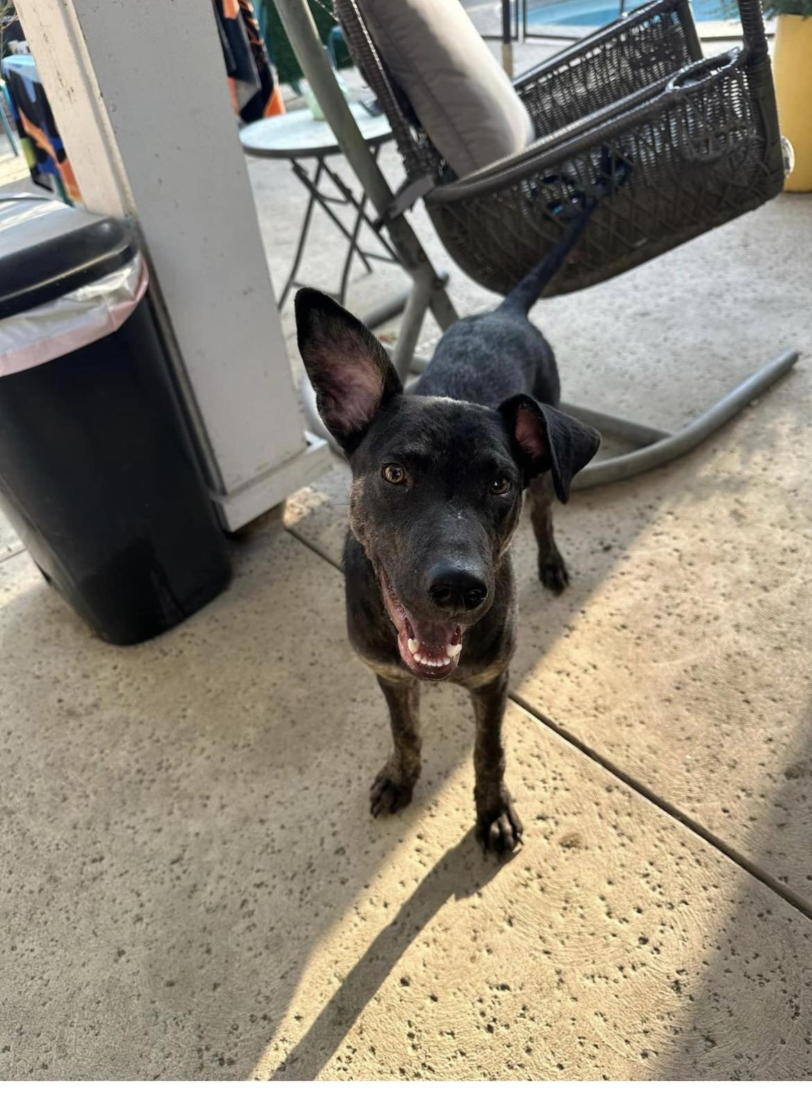 adoptable Dog in Visalia, CA named Shadow