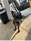 adoptable Dog in visalia, CA named Shadow