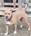 adoptable Dog in visalia, CA named Nawla