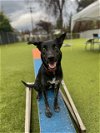 adoptable Dog in visalia, CA named Cardi