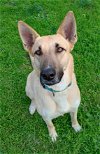 adoptable Dog in visalia, CA named Shay