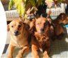 adoptable Dog in visalia, CA named Bobby and Gina