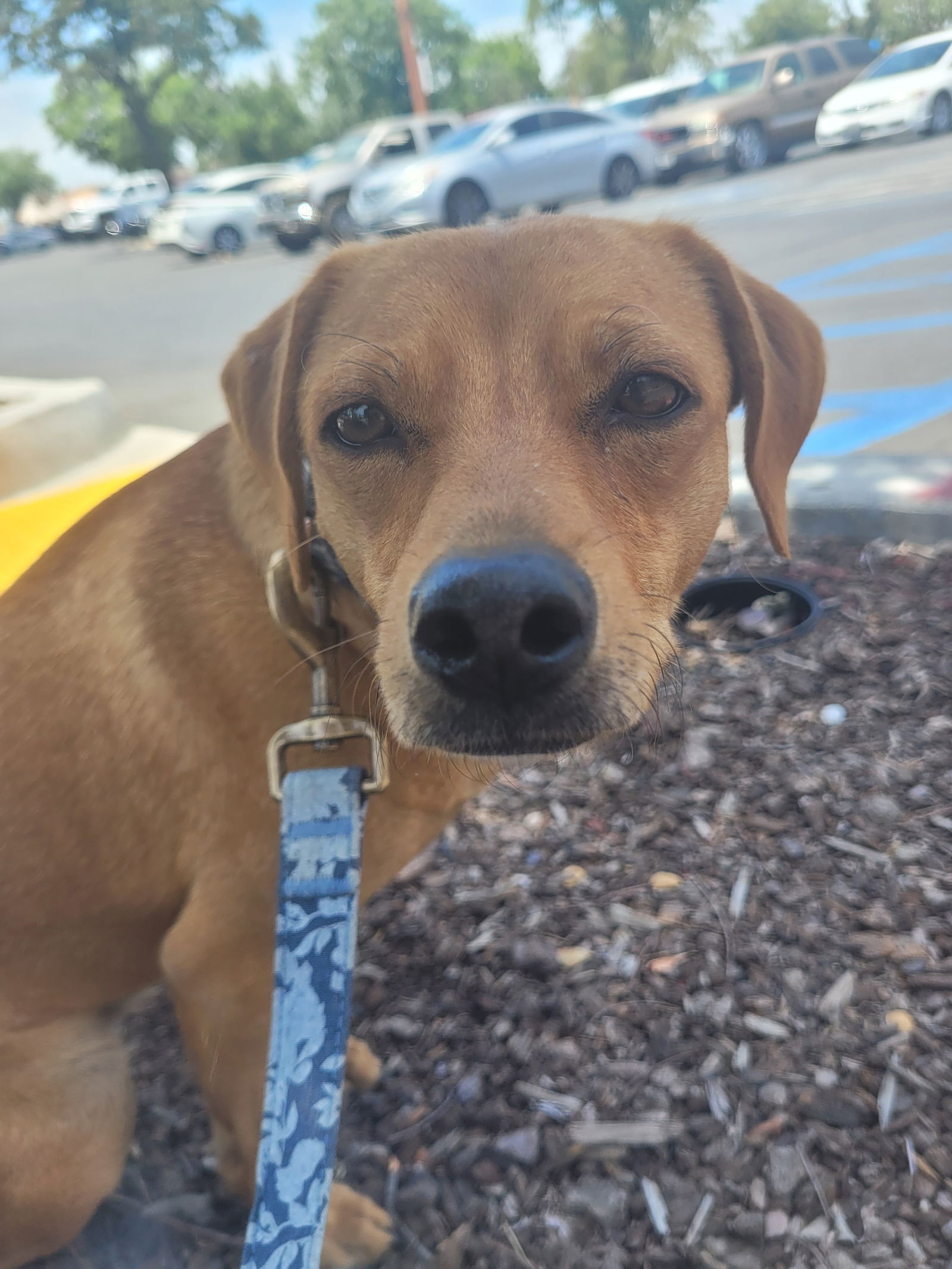 adoptable Dog in Visalia, CA named Sister Diane