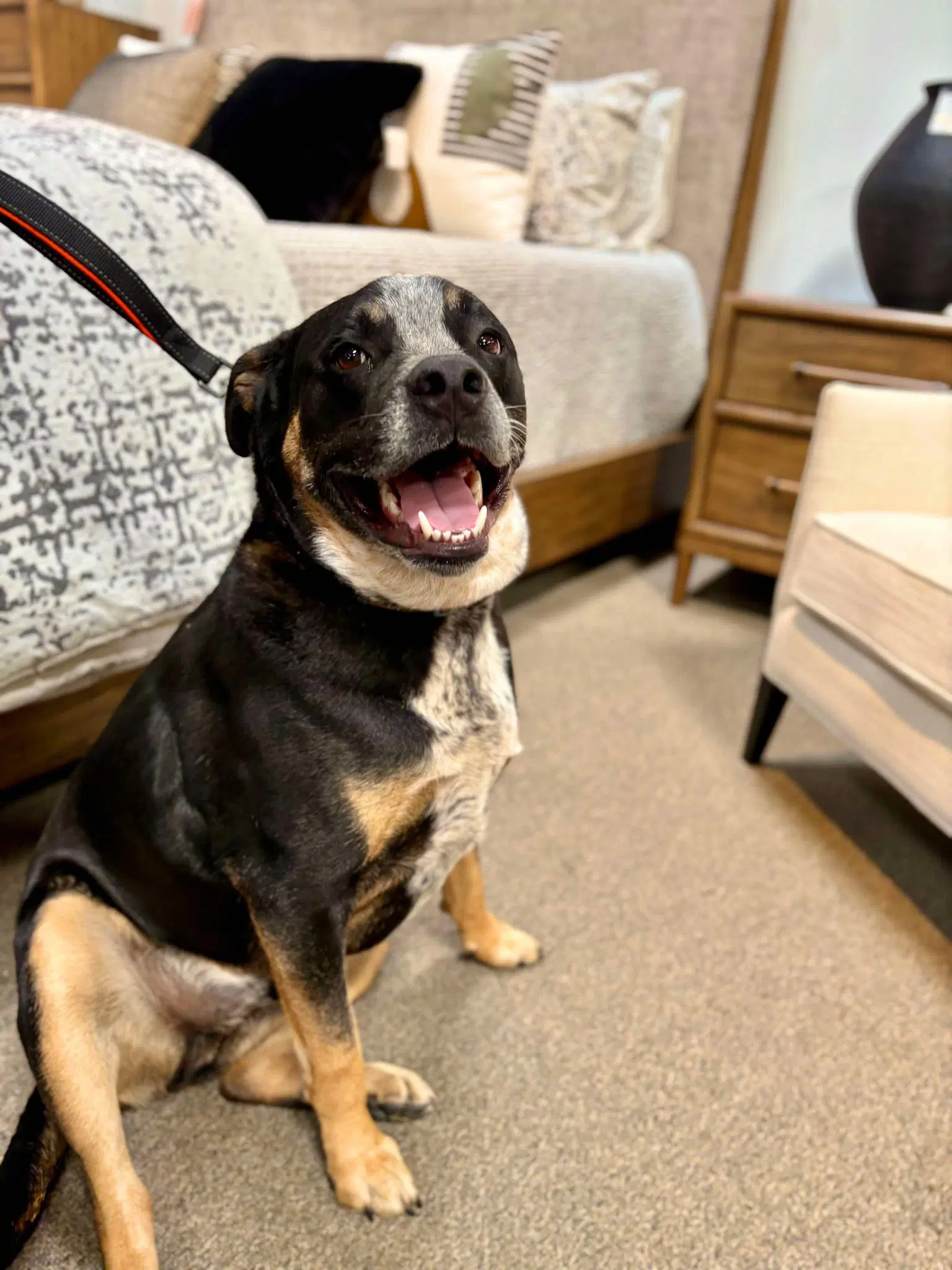 Cisco - Queensland Heeler