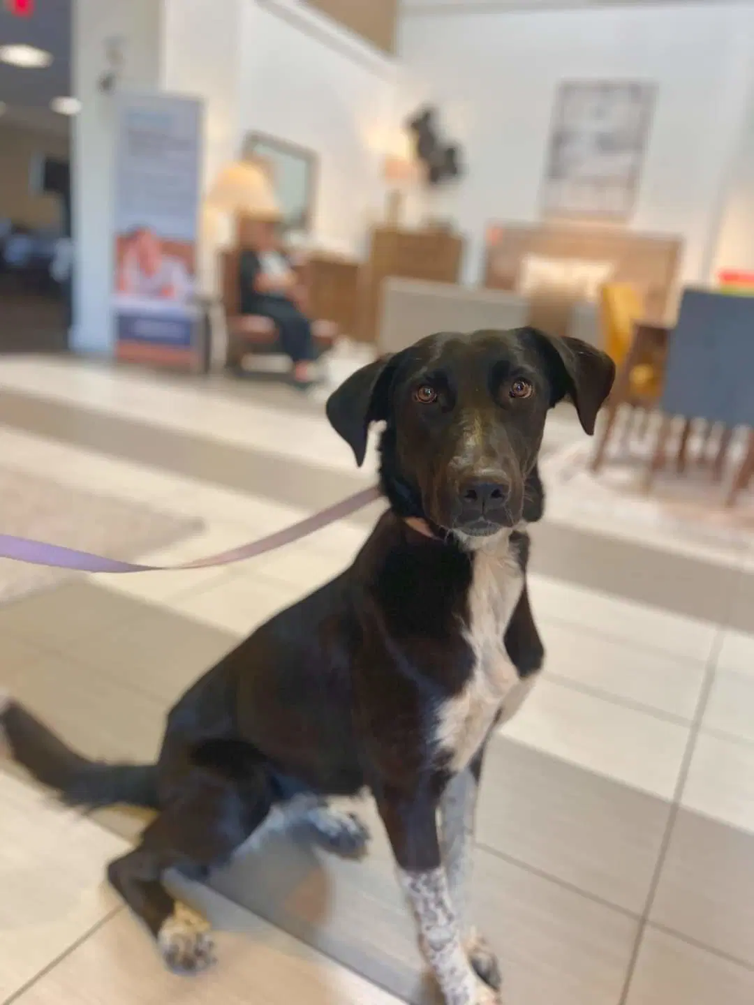 Kassidy - Border Collie