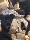 adoptable Dog in  named Zigby