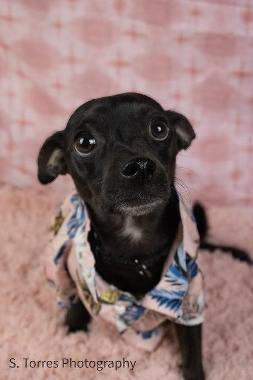 ZIGBY - Chihuahua available for adoption
