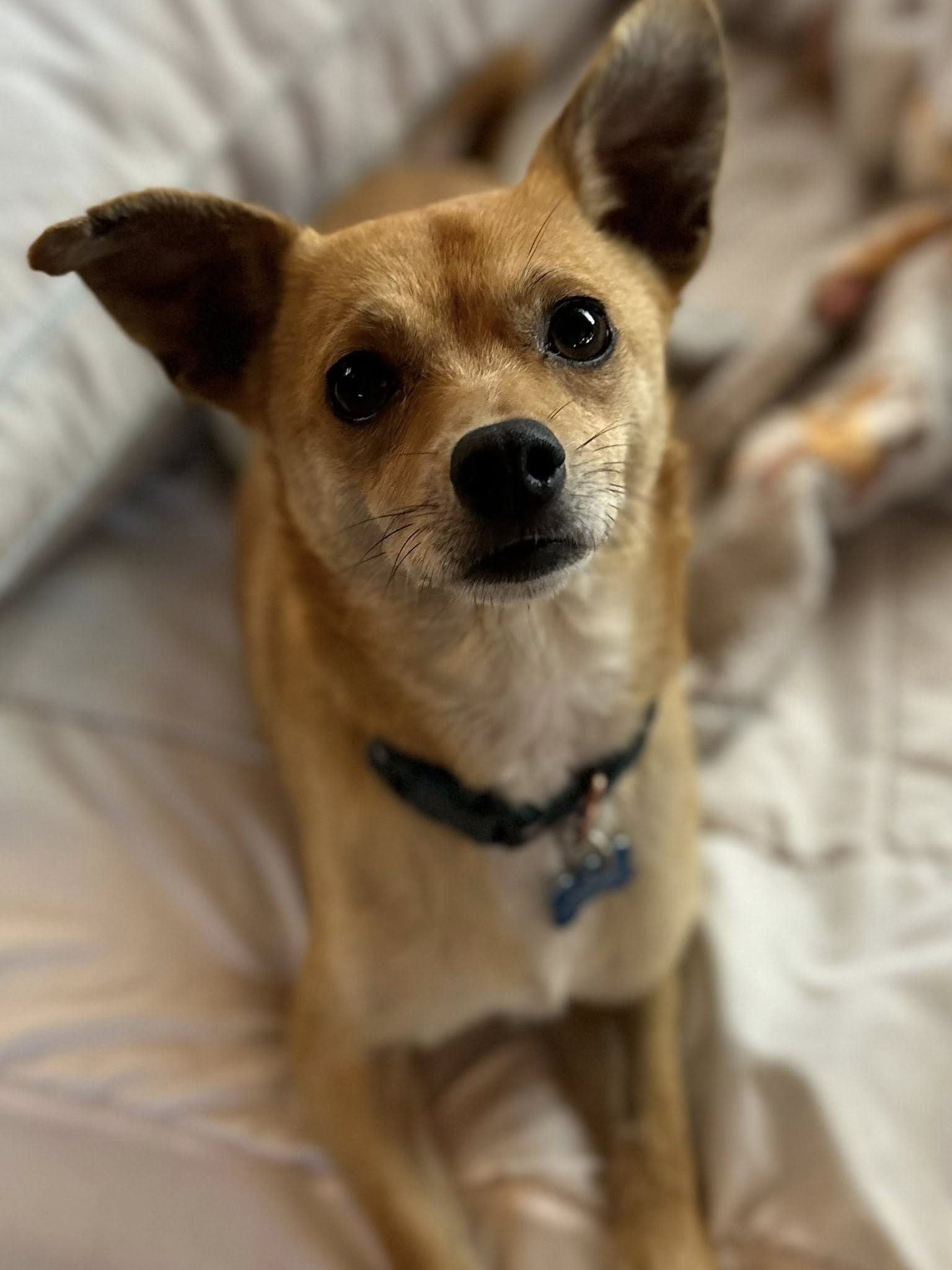 adoptable Dog in Visalia, CA named Roads