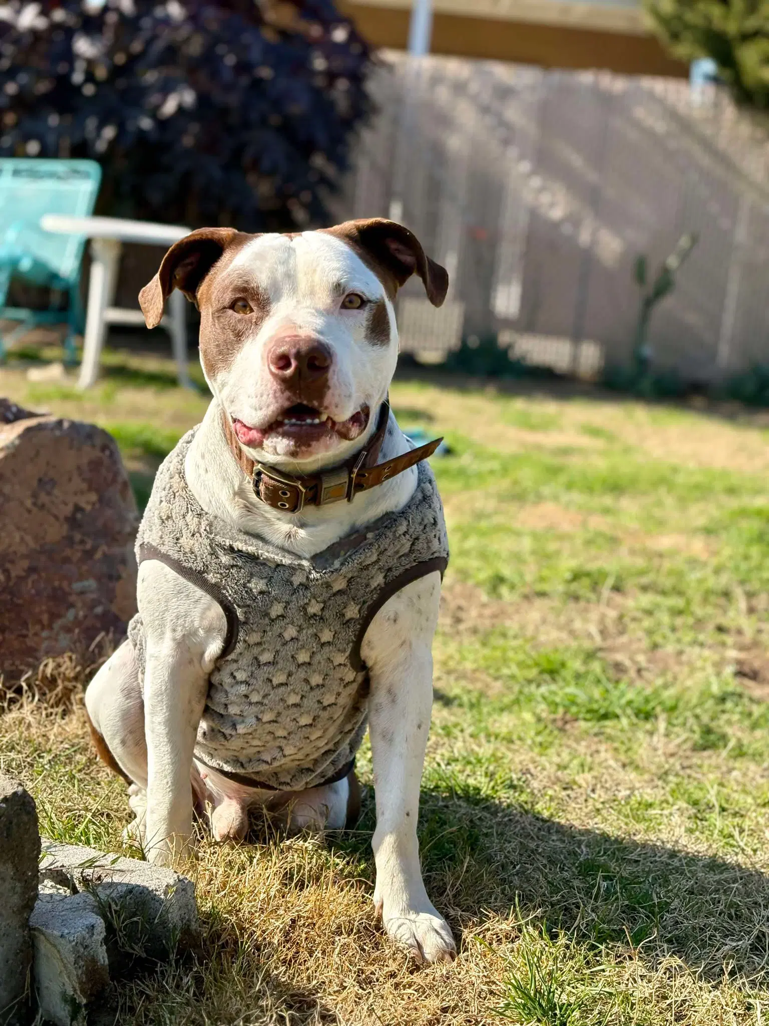 Gumbo image 4