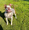 Gumbo - Photo 4