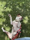 Gumbo - Photo 5