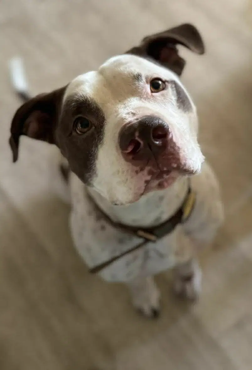 Gumbo - American Bulldog