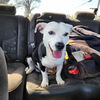 adoptable Dog in  named Pongo