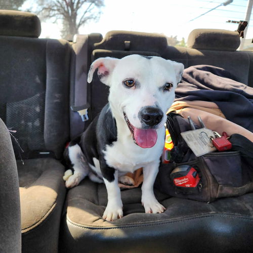 picture of the dog needing adoption