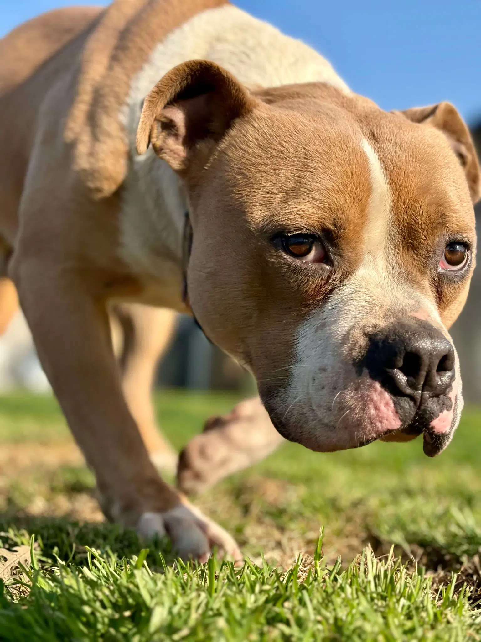 Kingston - Pit Bull Terrier