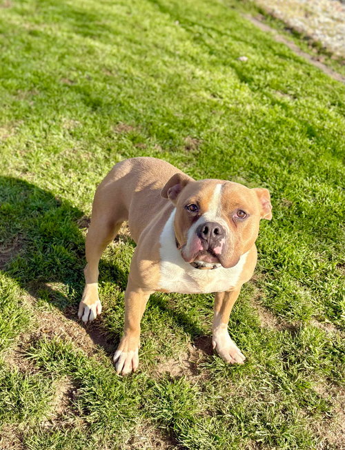 KINGSTON - Pit Bull Terrier available for adoption