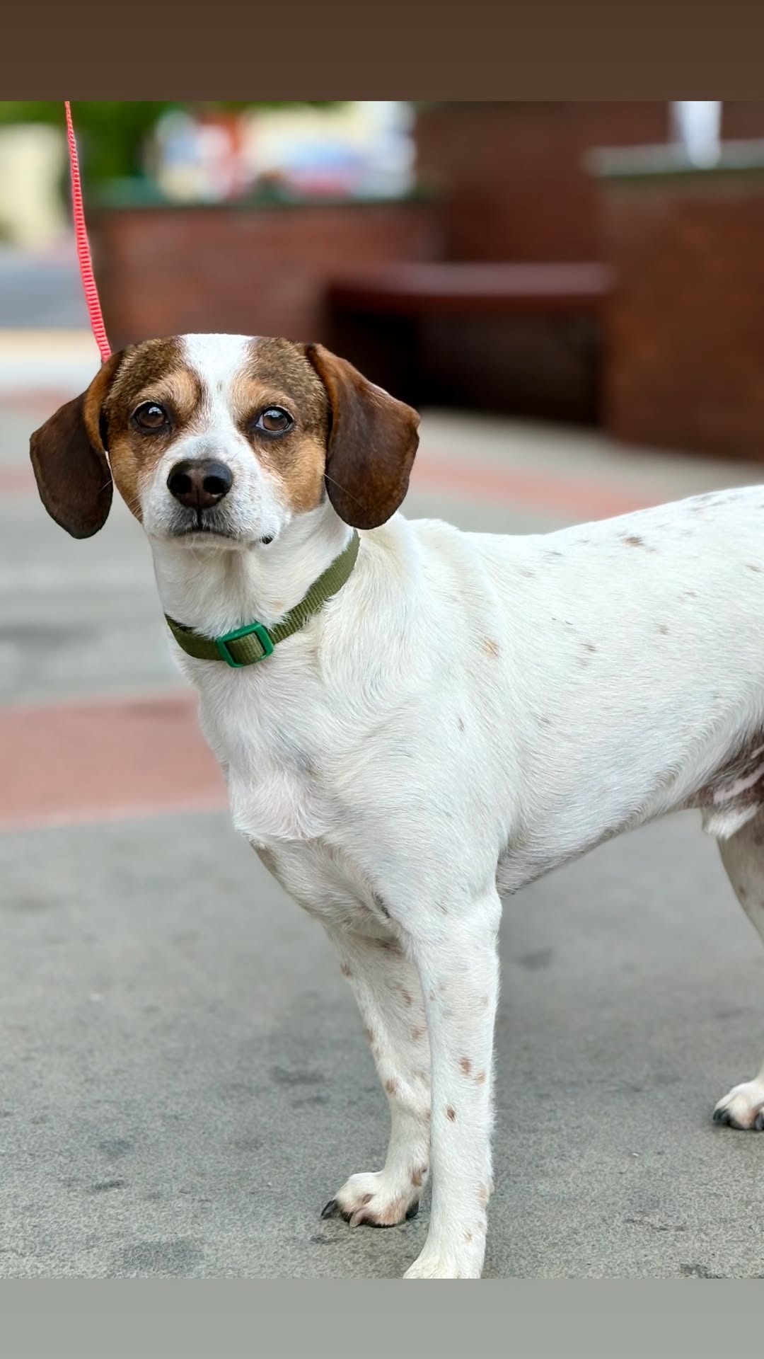 adoptable Dog in Visalia, CA named Bernard