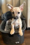 adoptable Dog in  named BeBe