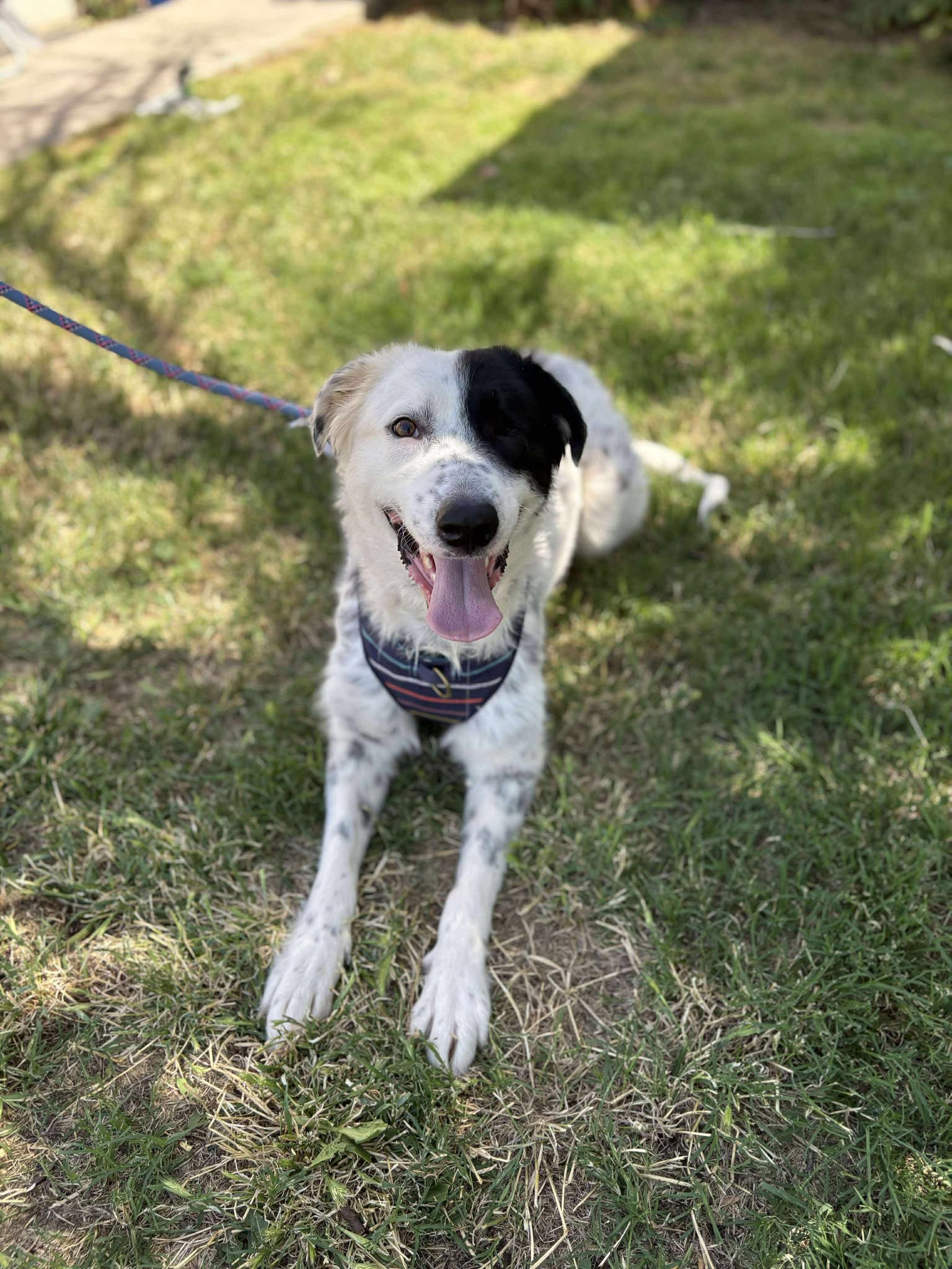 adoptable Dog in Visalia, CA named Rylie