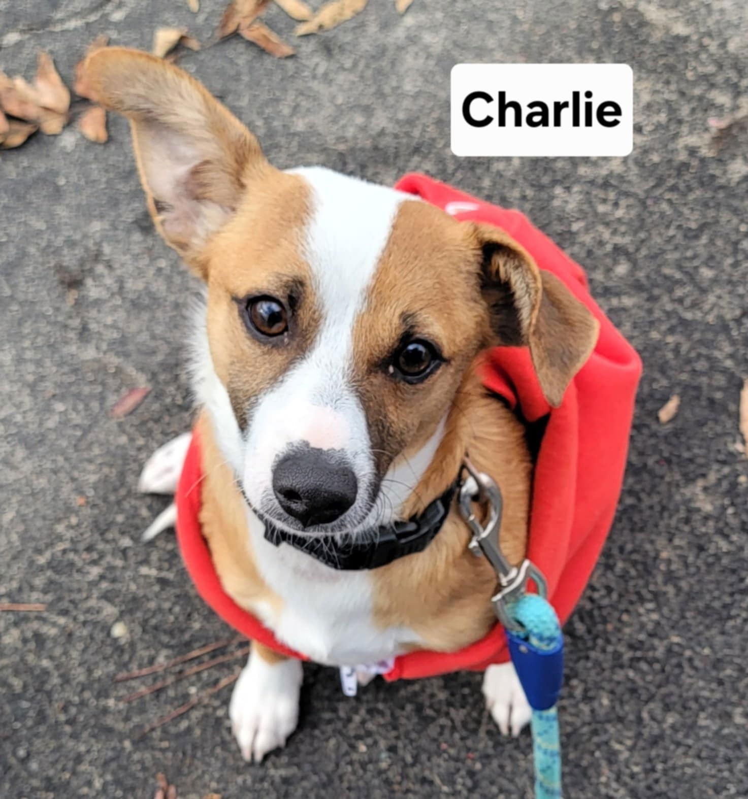 adoptable Dog in Visalia, CA named Charlie