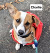 adoptable Dog in  named Charlie