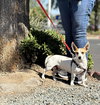 Herbie - Photo 3