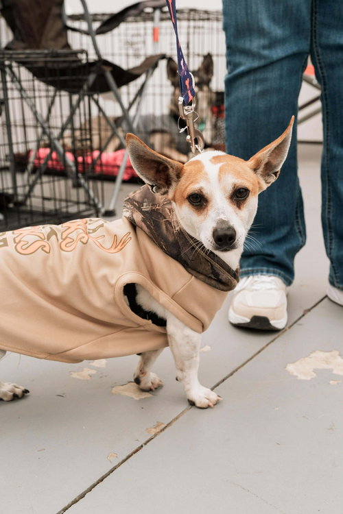 HERBIE - Chihuahua / Jack Russell Terrier available for adoption