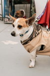 Herbie - Photo 2