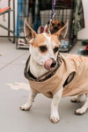 Herbie - Photo 4