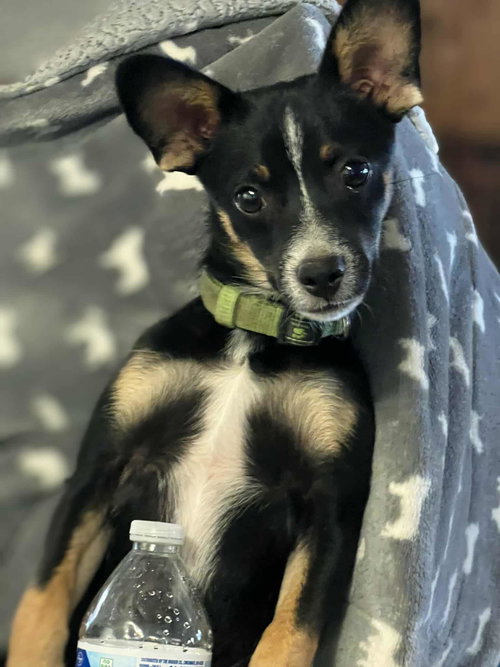 ROCKY - Chihuahua available for adoption