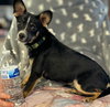 Rocky - Photo 2