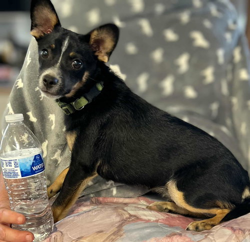 ROCKY - Chihuahua available for adoption