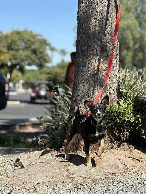 Rocky