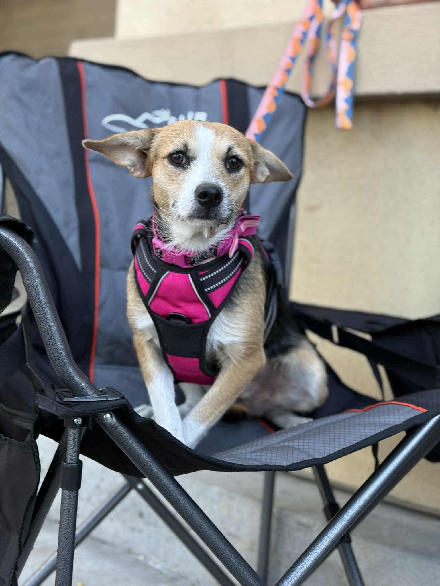 Dora