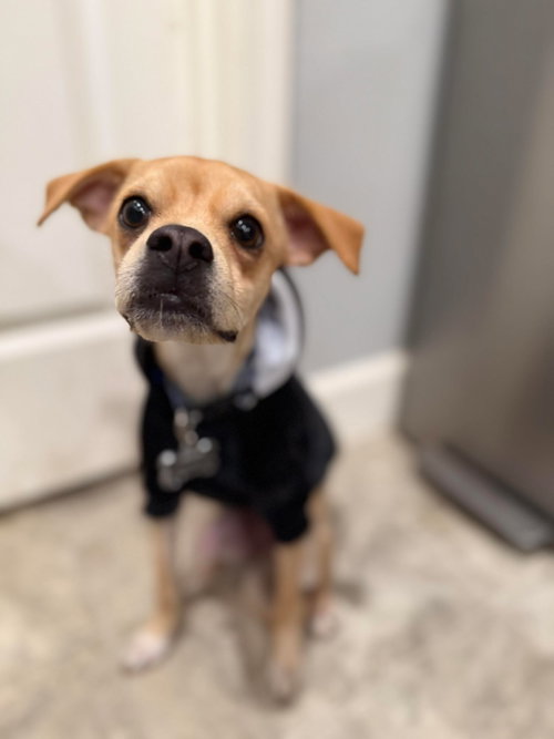 BEAU - Chihuahua available for adoption
