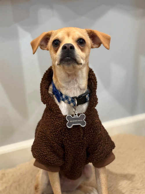 BEAU - Chihuahua available for adoption