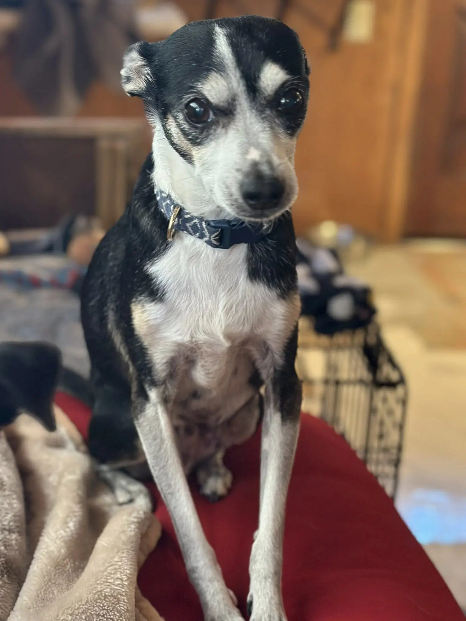 Odie - Rat Terrier