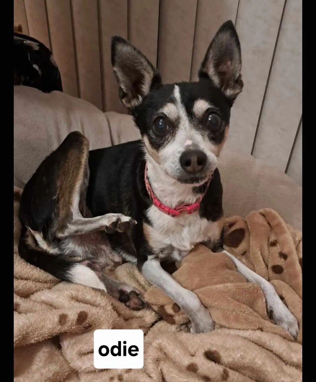 Odie image 3