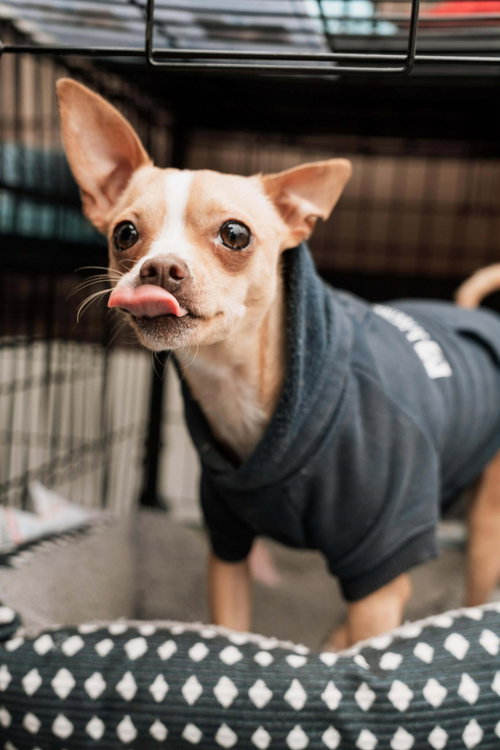 TONY - Chihuahua available for adoption