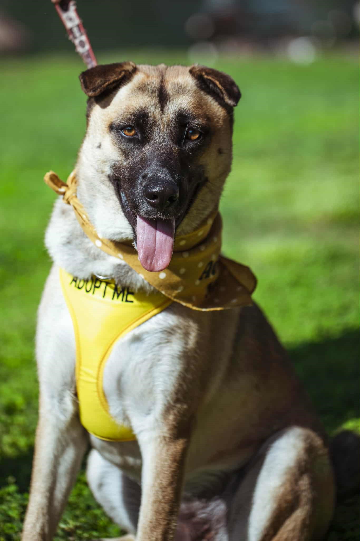 Piper