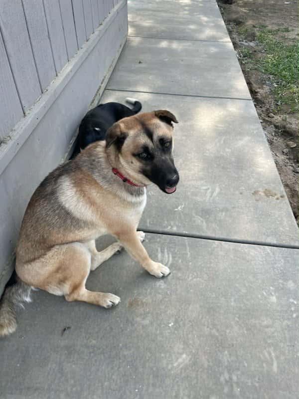 Piper