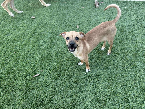 CODY - Chihuahua available for adoption