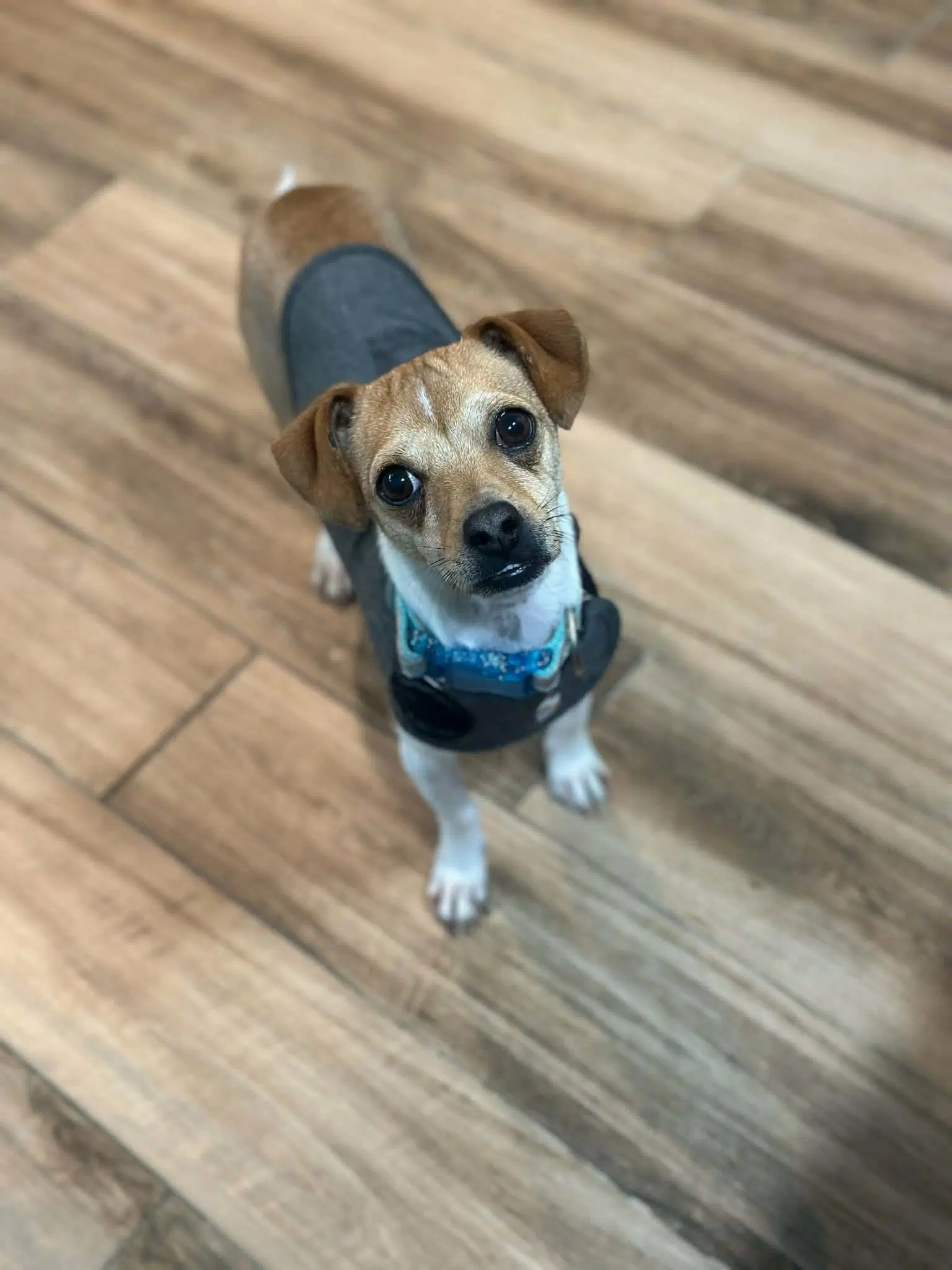 Kip - Chihuahua